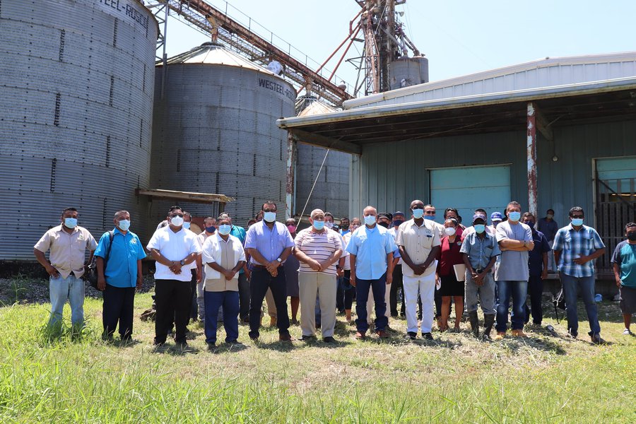 revival of the rice production